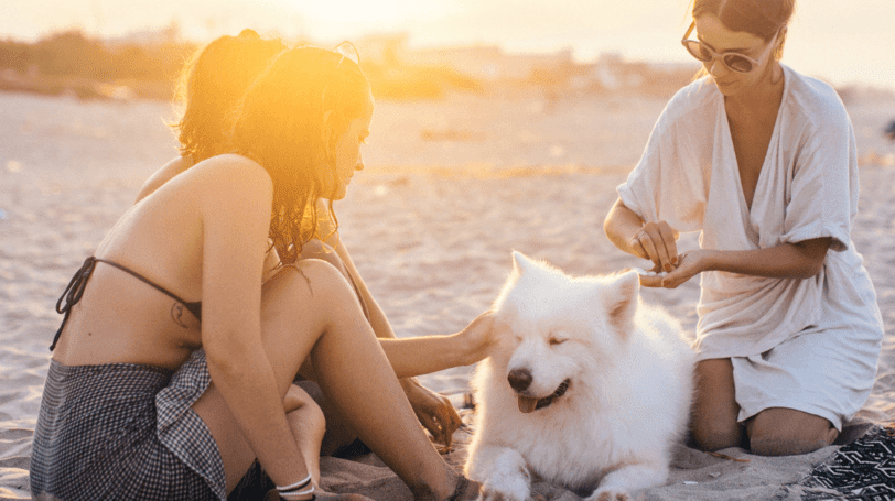 Three Women And White Dog On The Beach During Sunset