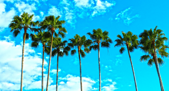 Images of palm trees with blue skies in the background