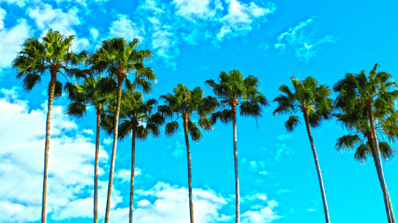 Images Of Palm Trees With Blue Skies In The Background