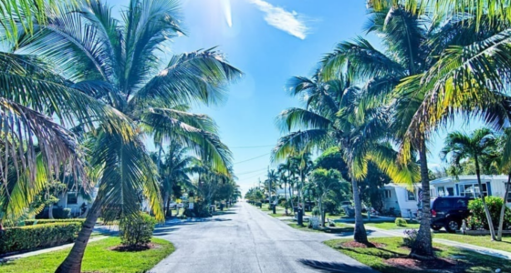 Palm-tree lined residential street