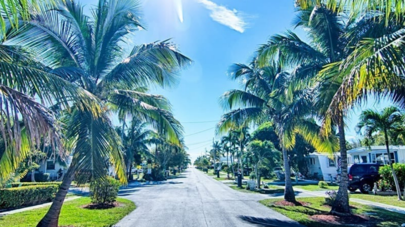 Palm-tree Lined Residential Street